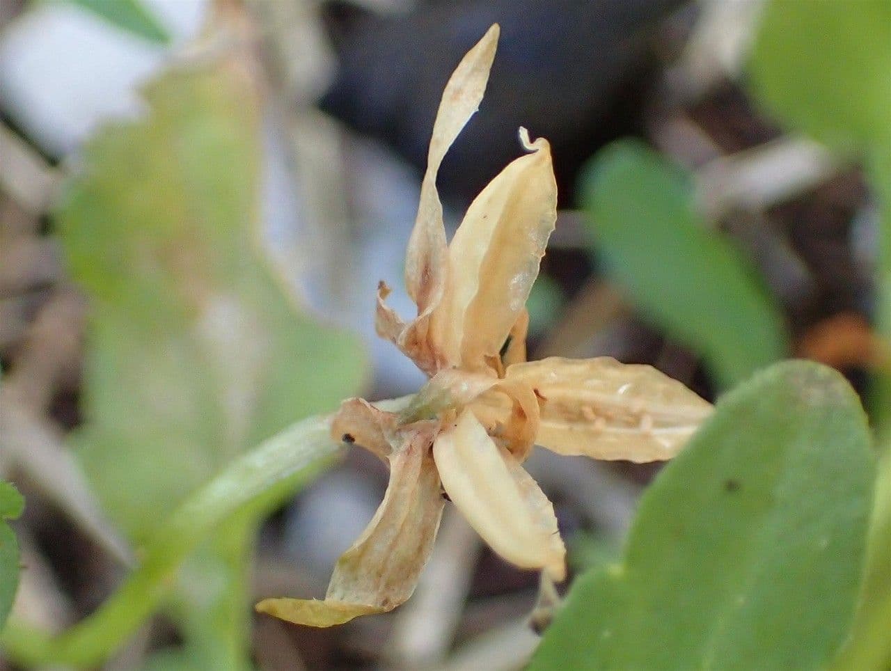 Wildes Stiefmütterchen 2