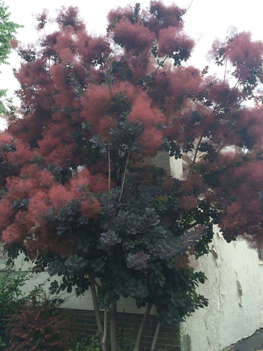 Albero dei piumini 8