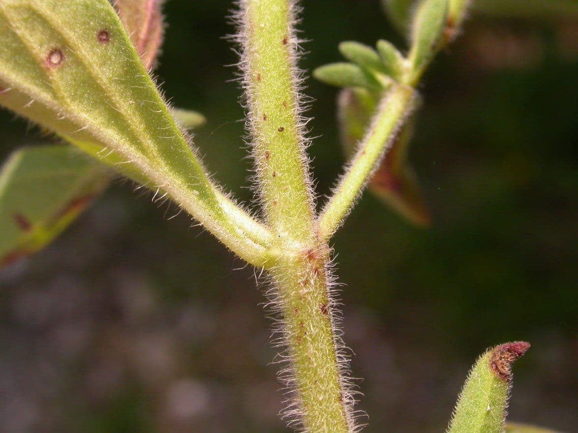 Trichostema 14
