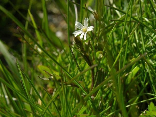 Stellaria carnosa 8