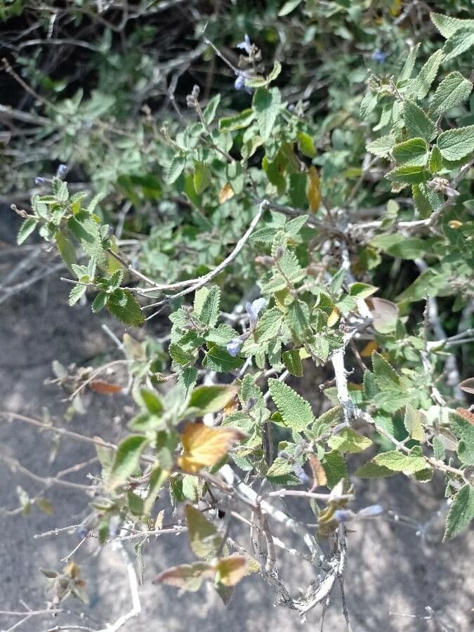 Salvia melissodora 2