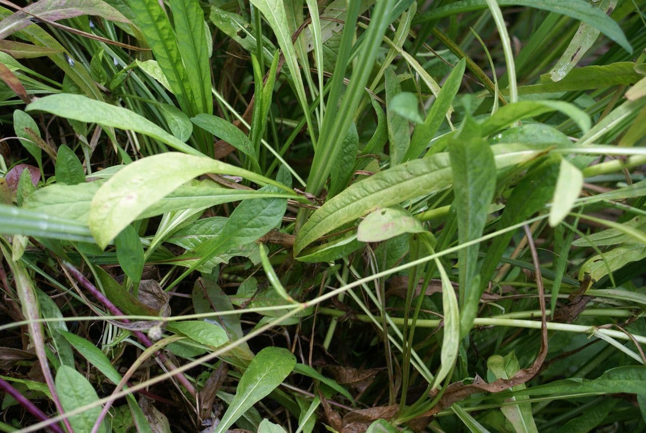 Succisella 19