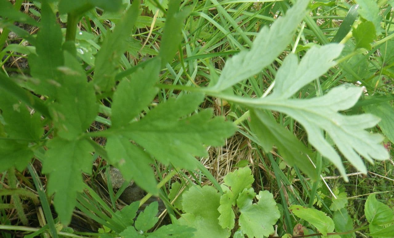 Wald-Scheinmohn 19