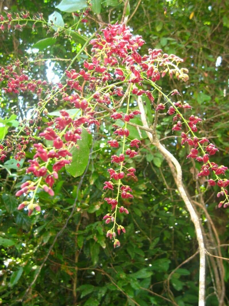 Elattostachys 6