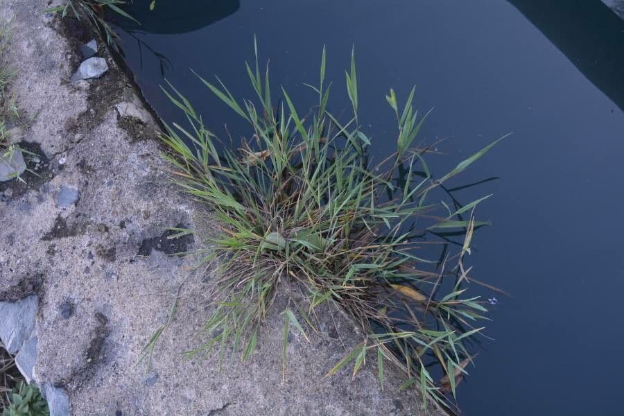 Bürstengras 11