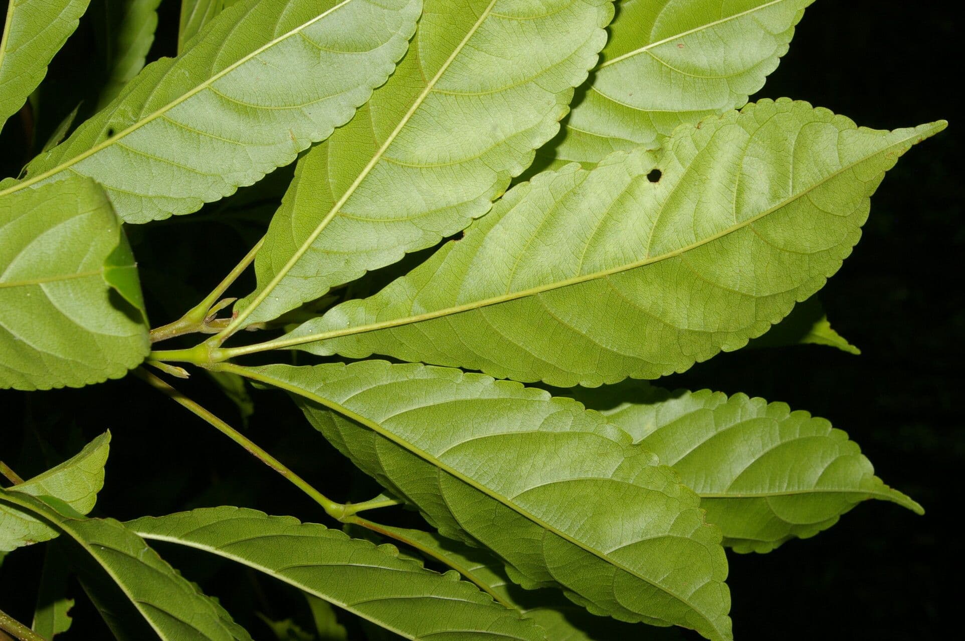 Anthodiscus del Chocó 2
