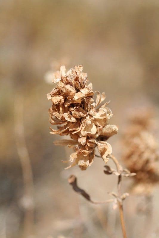 Salvia pachyphylla