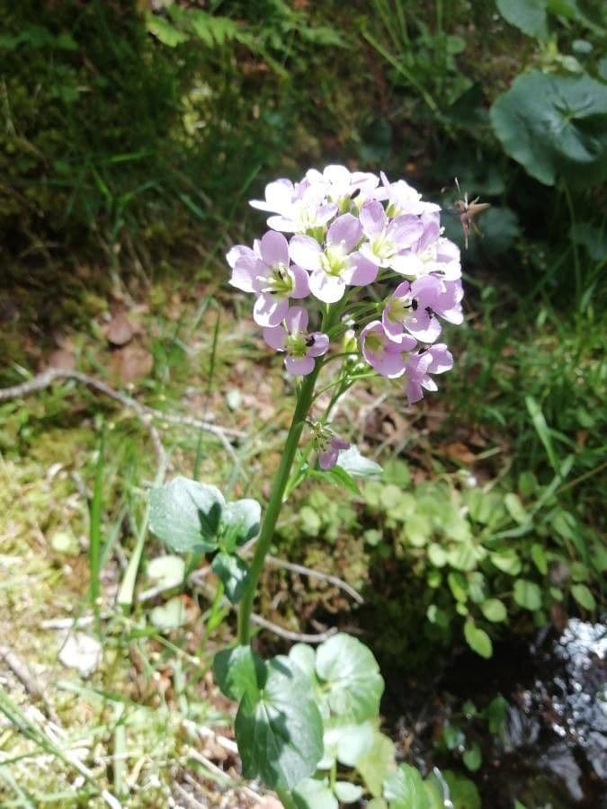 Cardamine raphanifolia 6