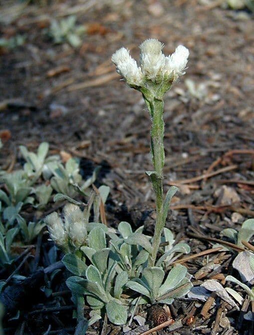 Antennaria parvifolia 4