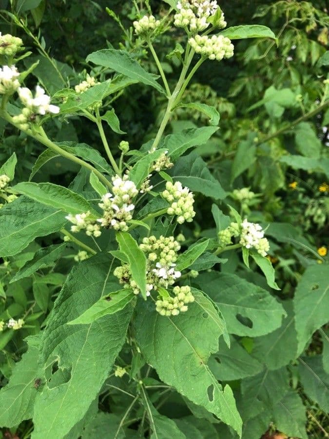 Jungfern-Silberblatt 5