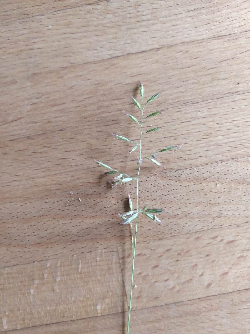 Eragrostis di Barrelier 8