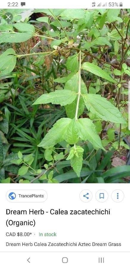 Herbe du Laos 20