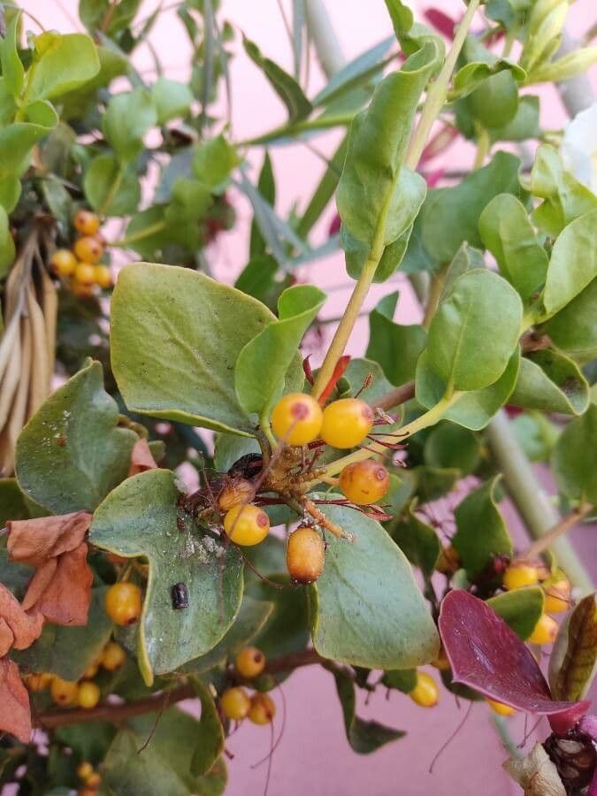 Embothrium 3