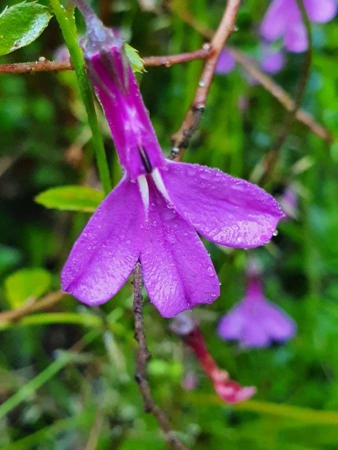 Lobelia 4