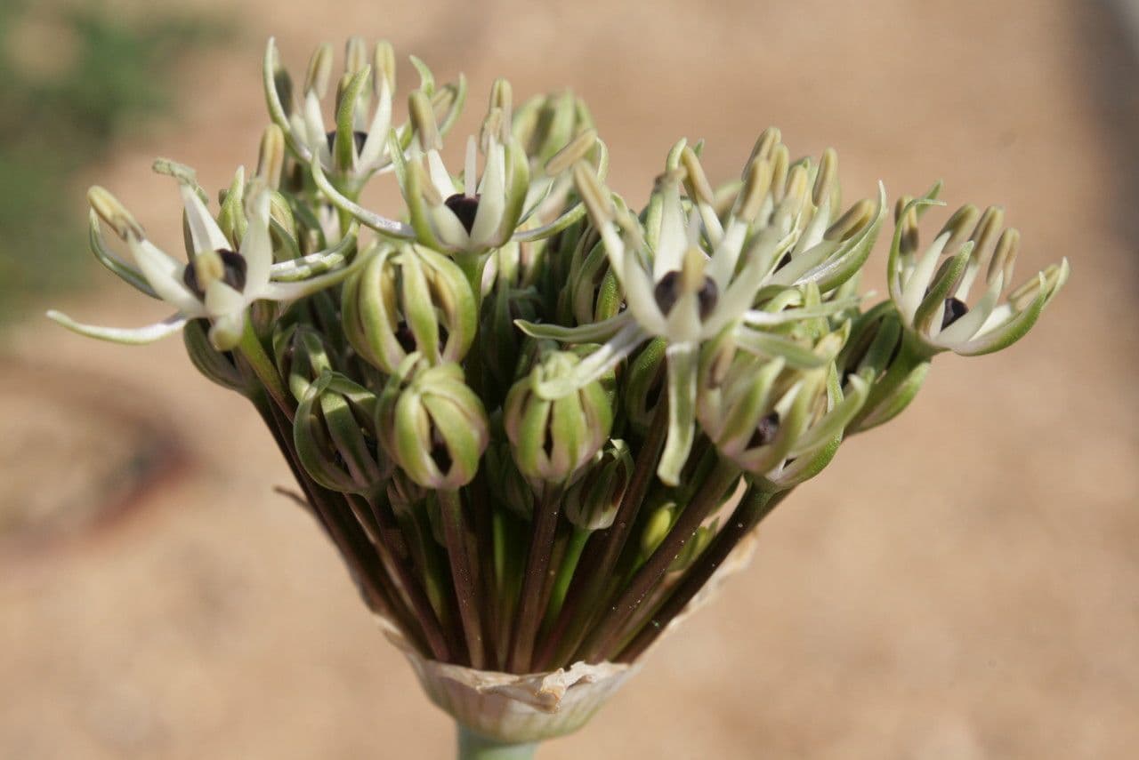 Aglio di Cyril 7