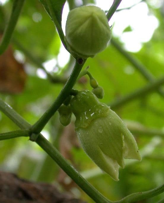 Cayaponia racemiforme 2