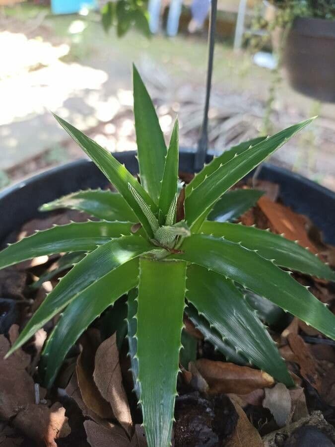 Dyckia 4