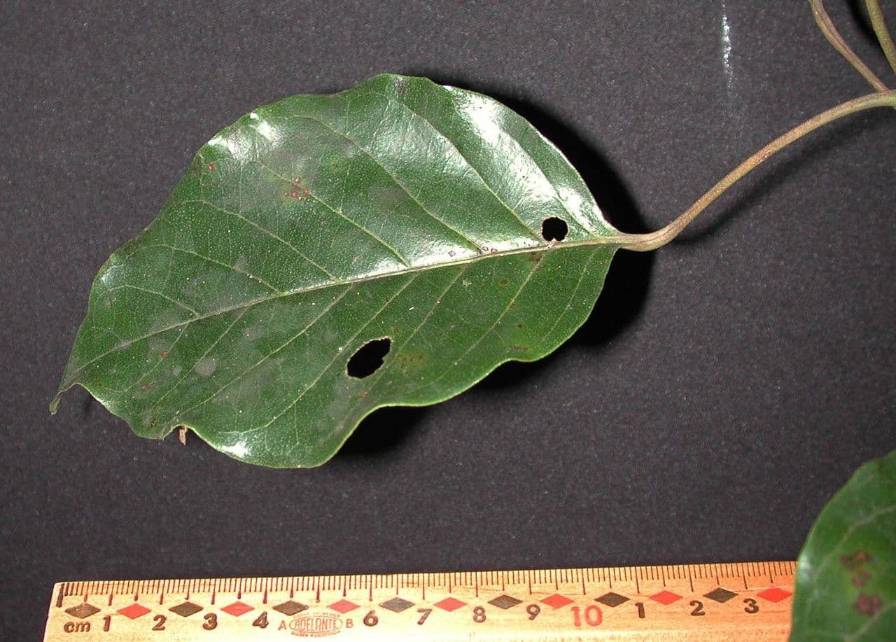 Hieronyma alchorneoides 16