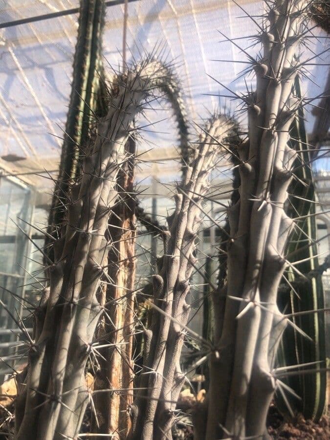 Stenocereus 3