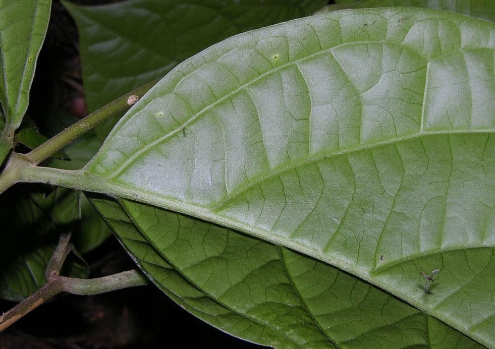 Jubelina 8