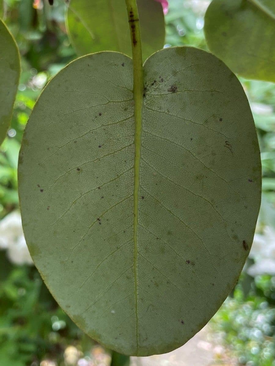 Rododendro 14