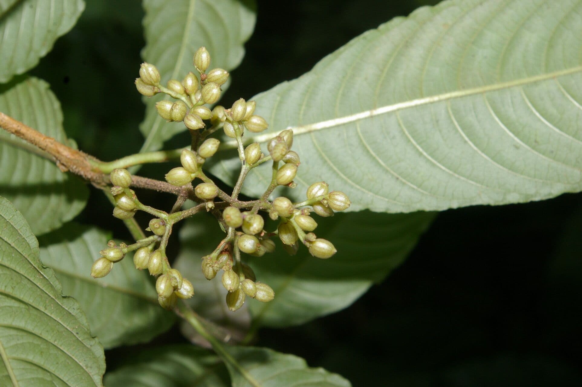 Palicourea 5