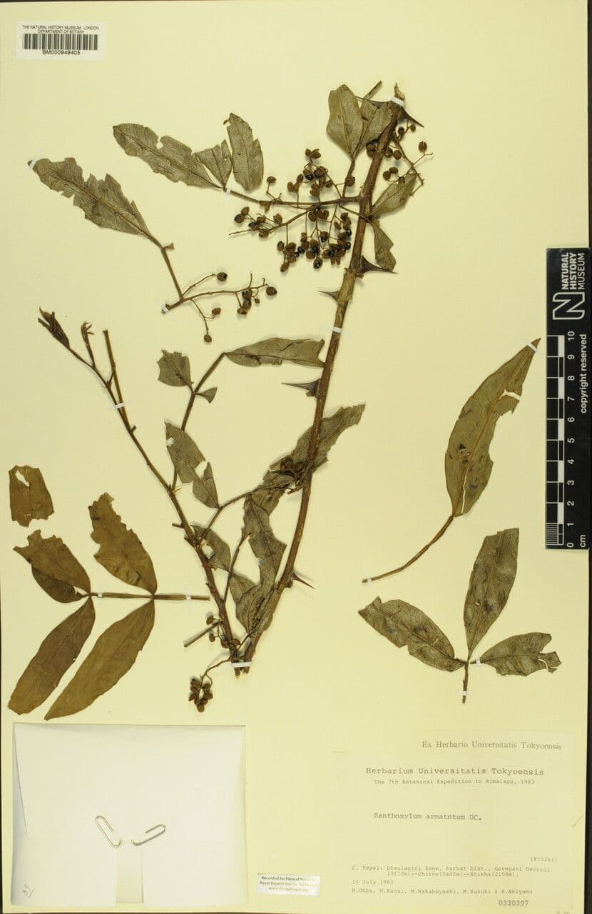 Zanthoxylum 21