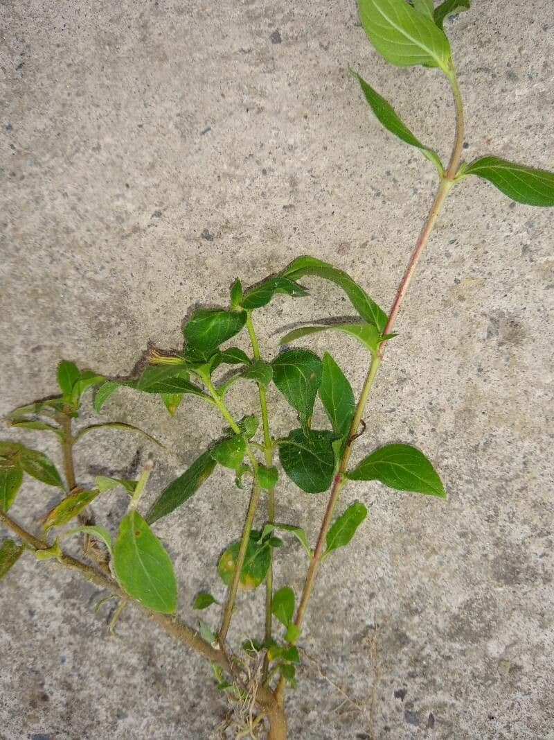 Cuphea racemosa 6