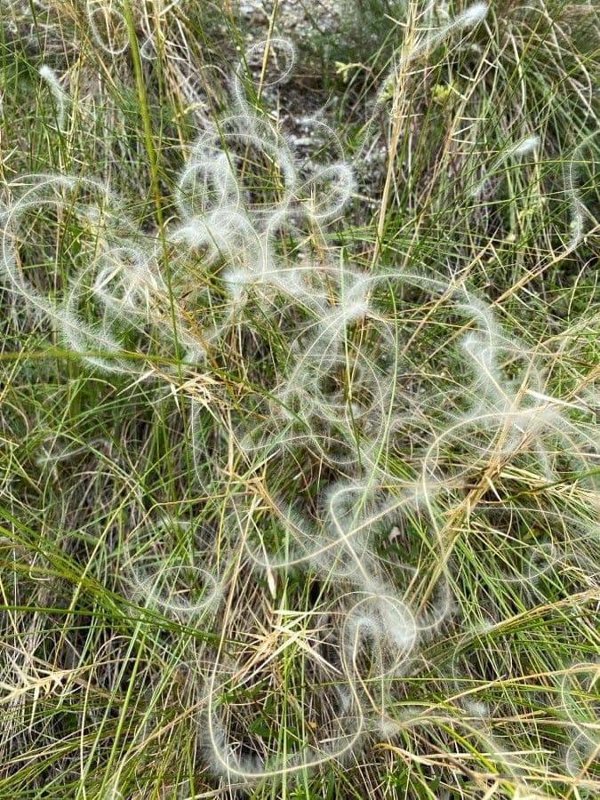 Estipa 4