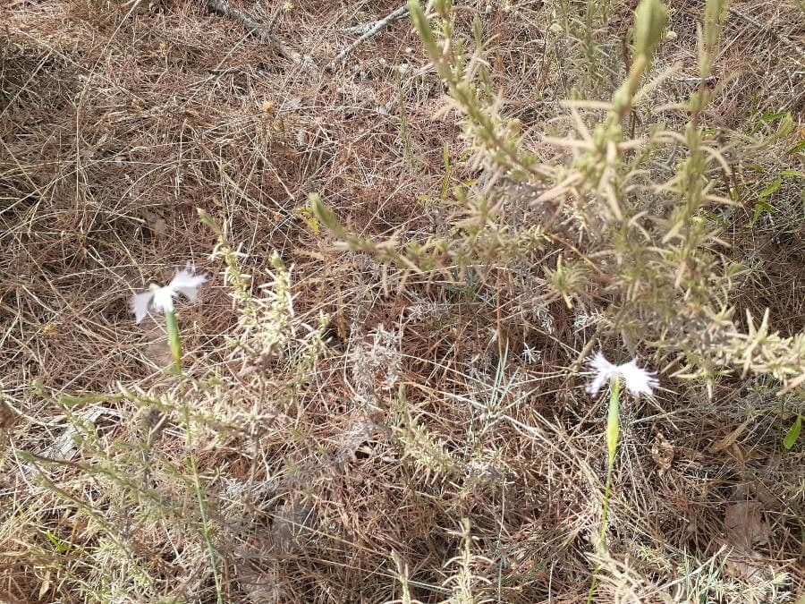 Dianthus 7