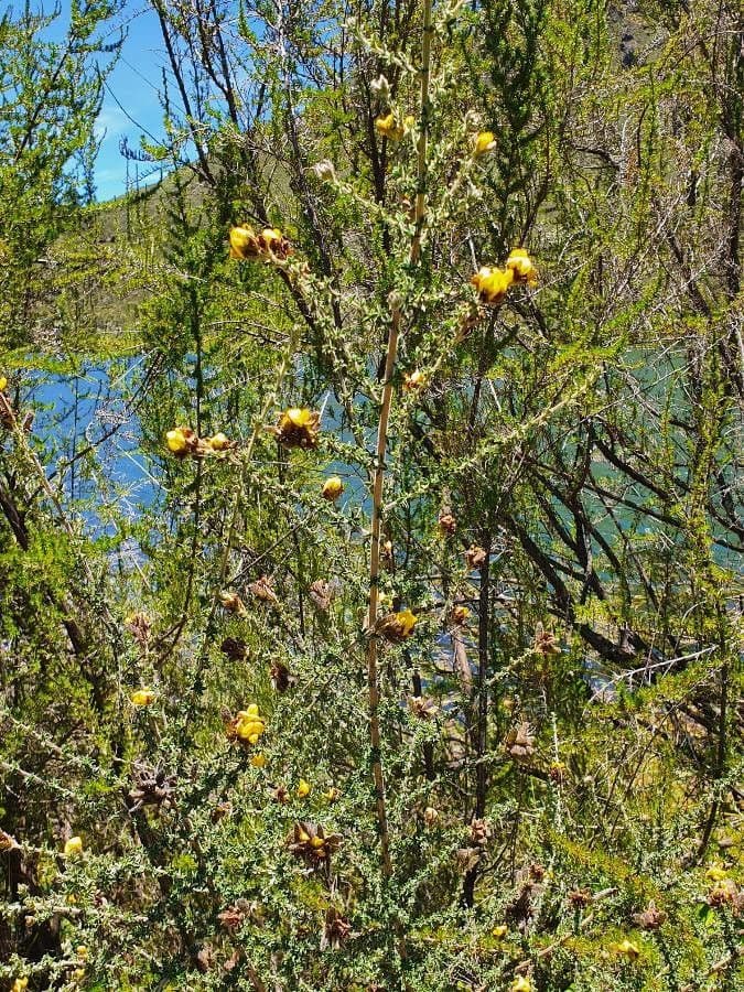Argyrolobium 6