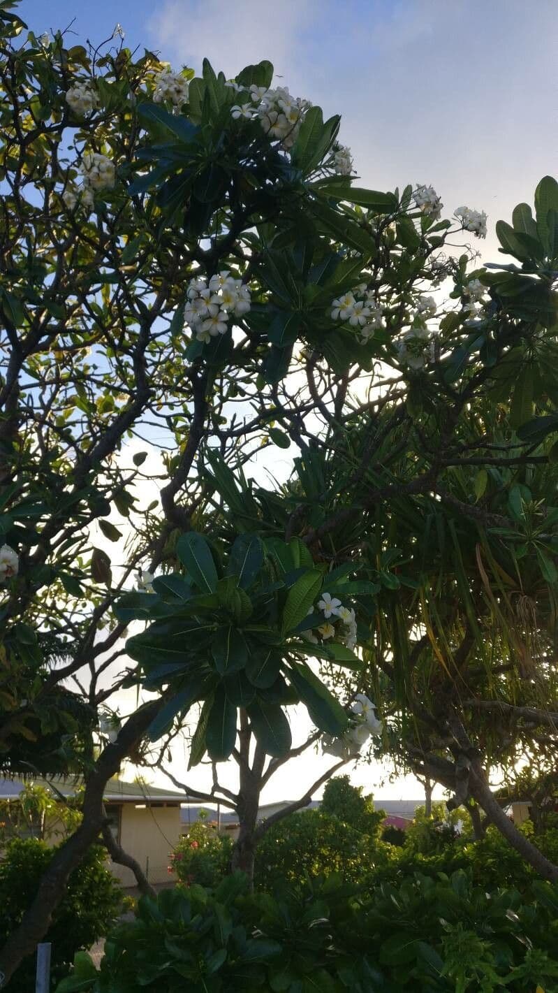 Frangipani 14