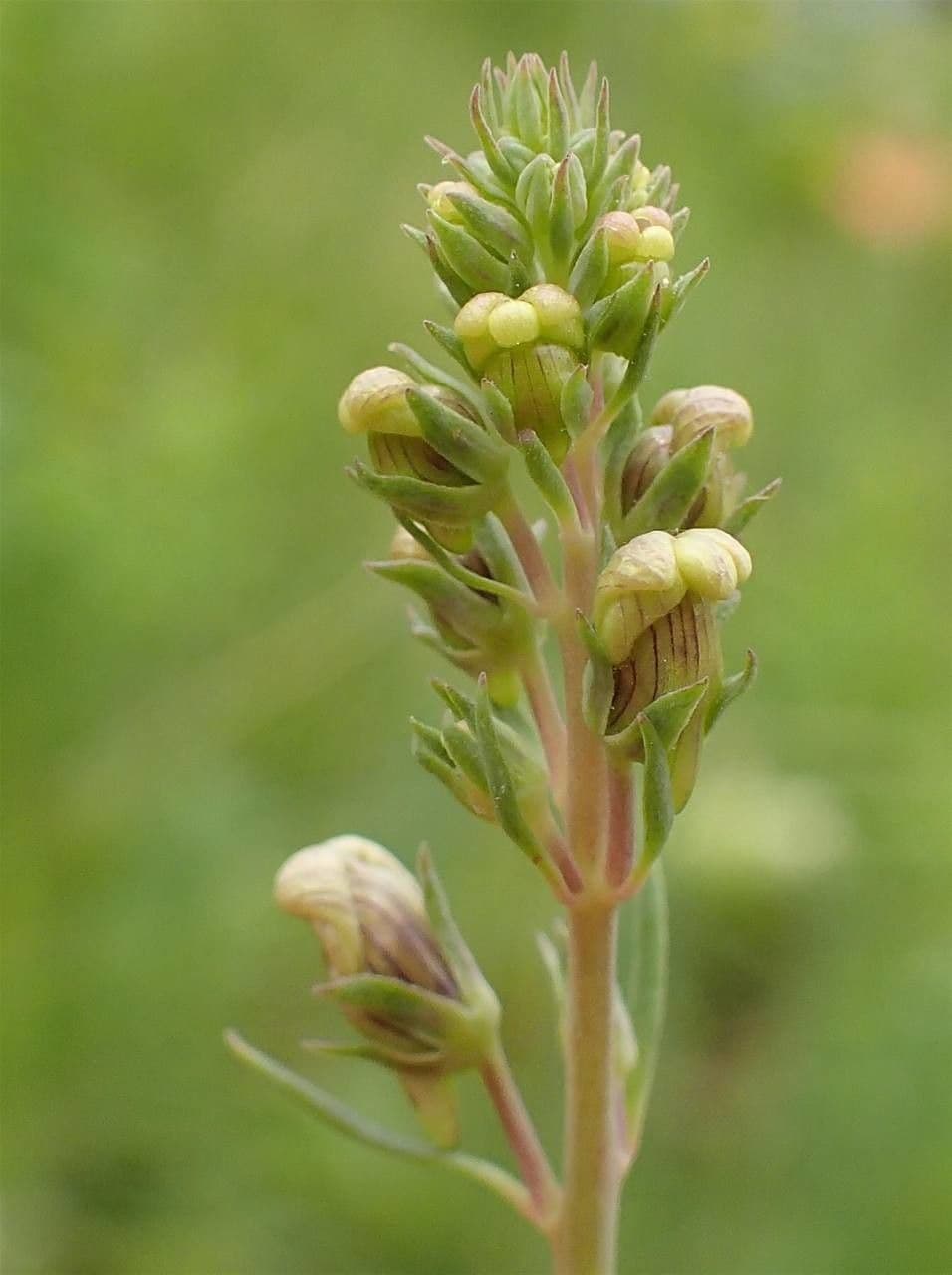 Linaria strisciante 4