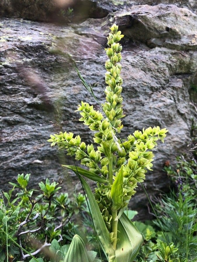 Vedegambre blanco 11