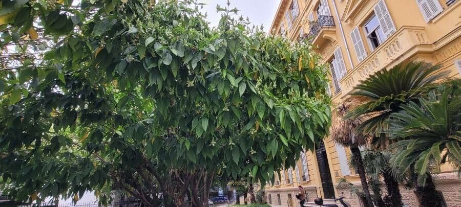 Noce di Malabar 6