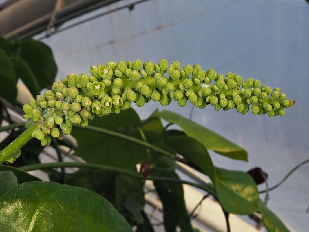 Coccoloba