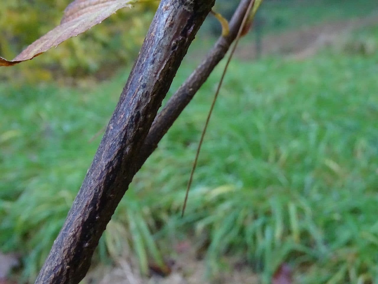 Meliosma 4