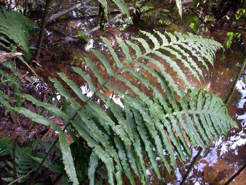 Stigmatopteris 4