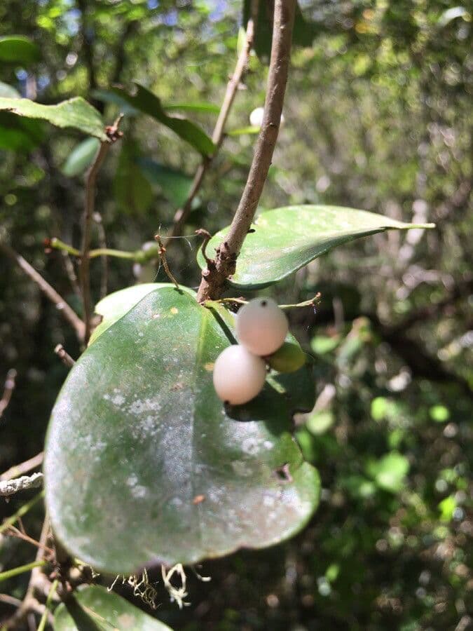 Daphnopsis 2