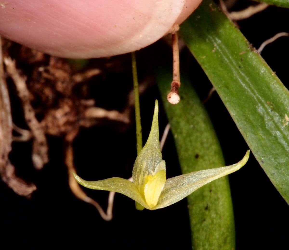Bulbophyllum 5