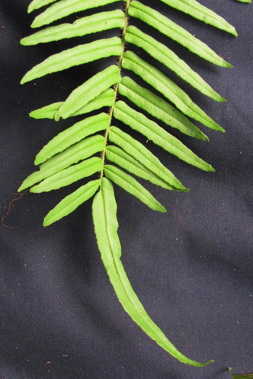 Pteris longifolia 9