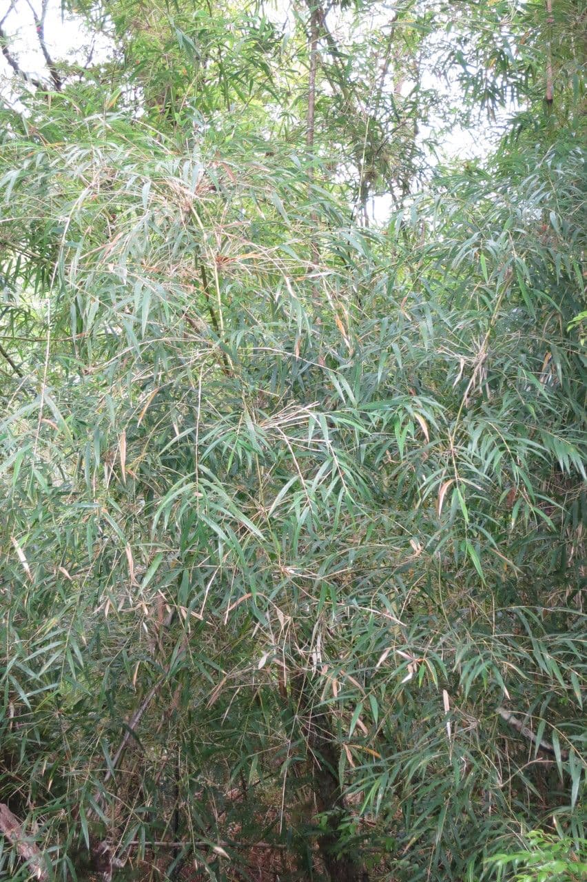 Chusquea quila 5