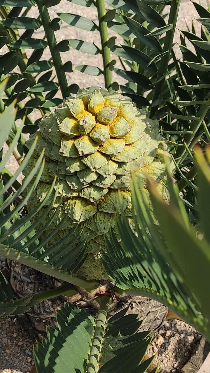 Cycad