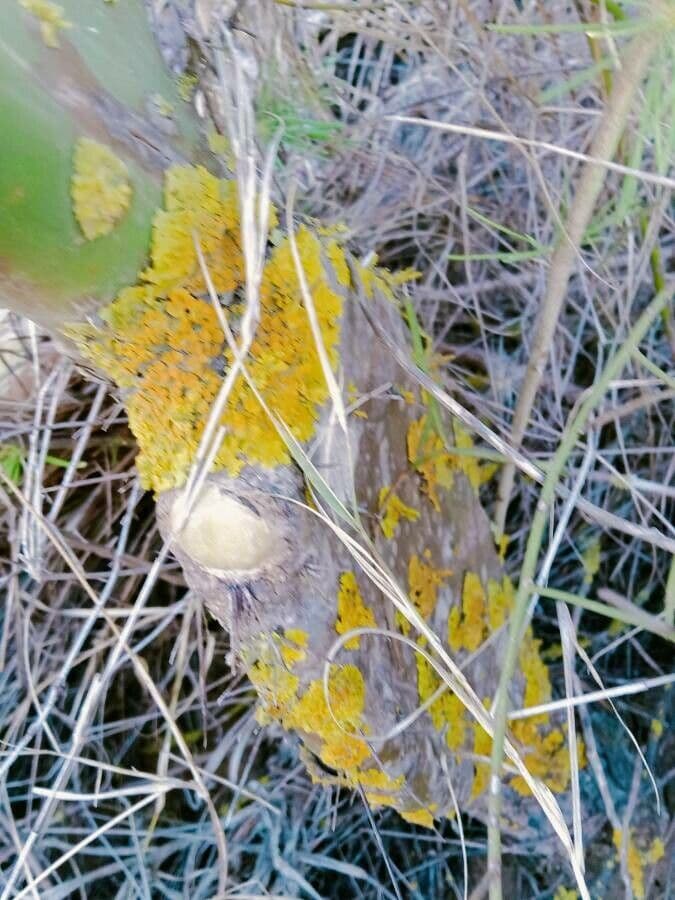 Dipterocarpus 5