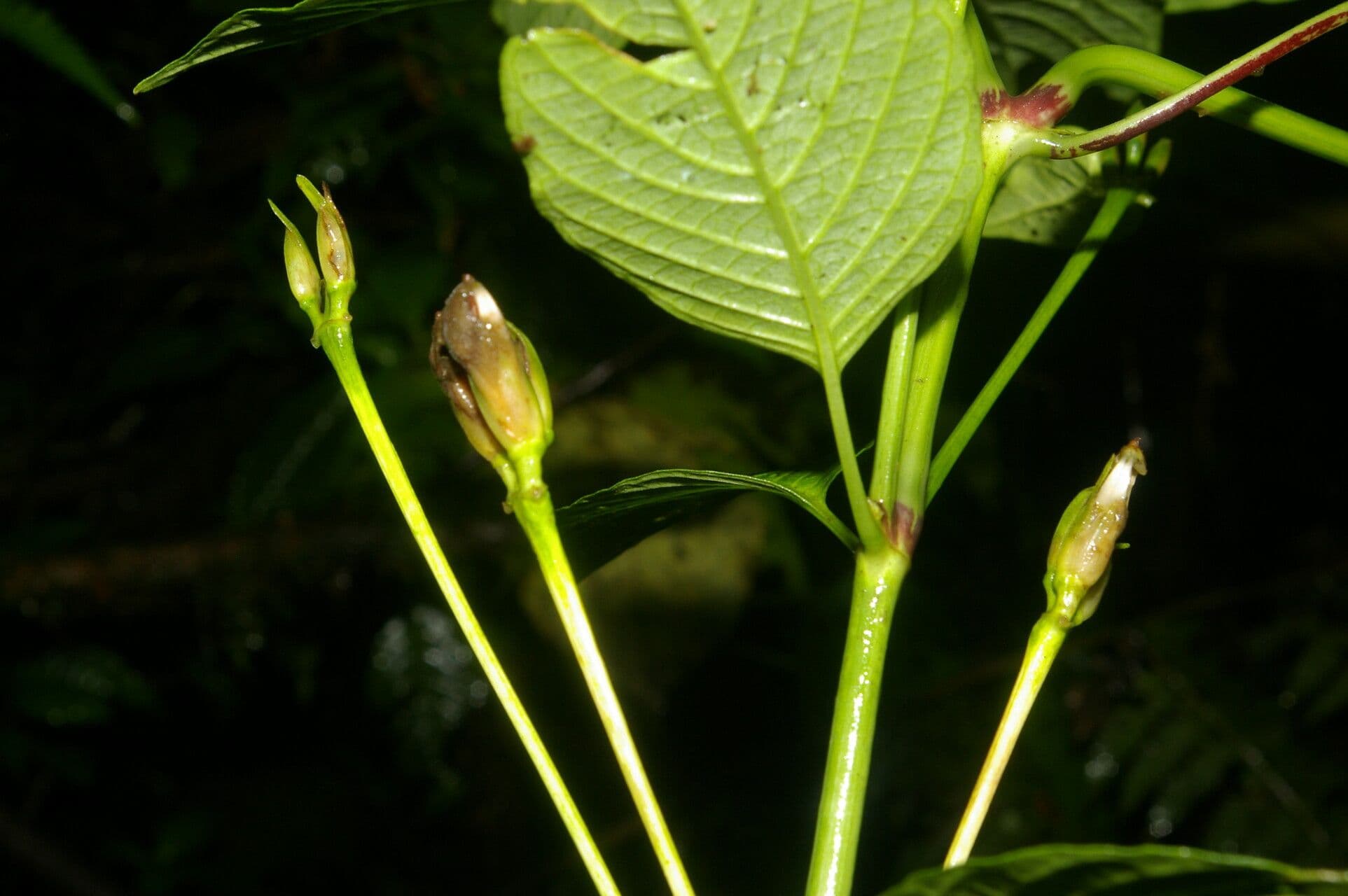 Poikilacanthus 7