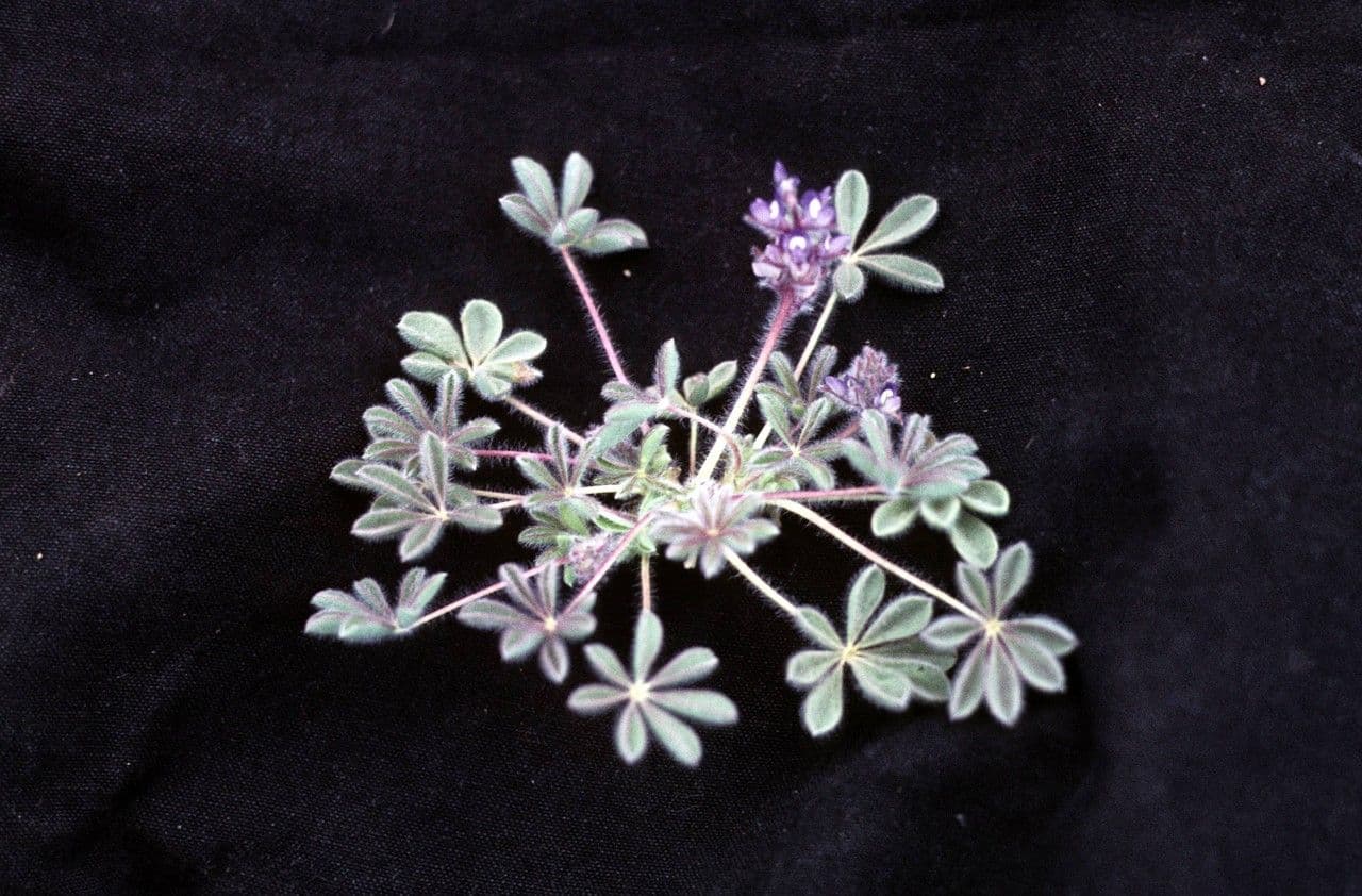 Rostiger Lupine