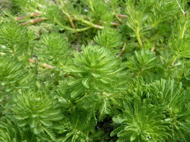 Millefoglio d'acqua 26