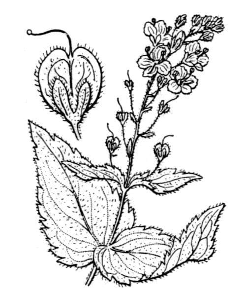 Veronica ponae 24
