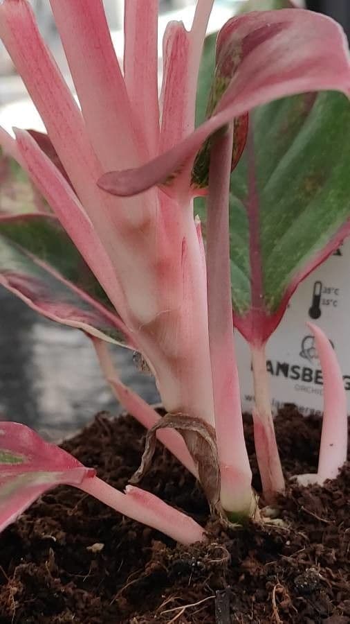 Aglaonema 24