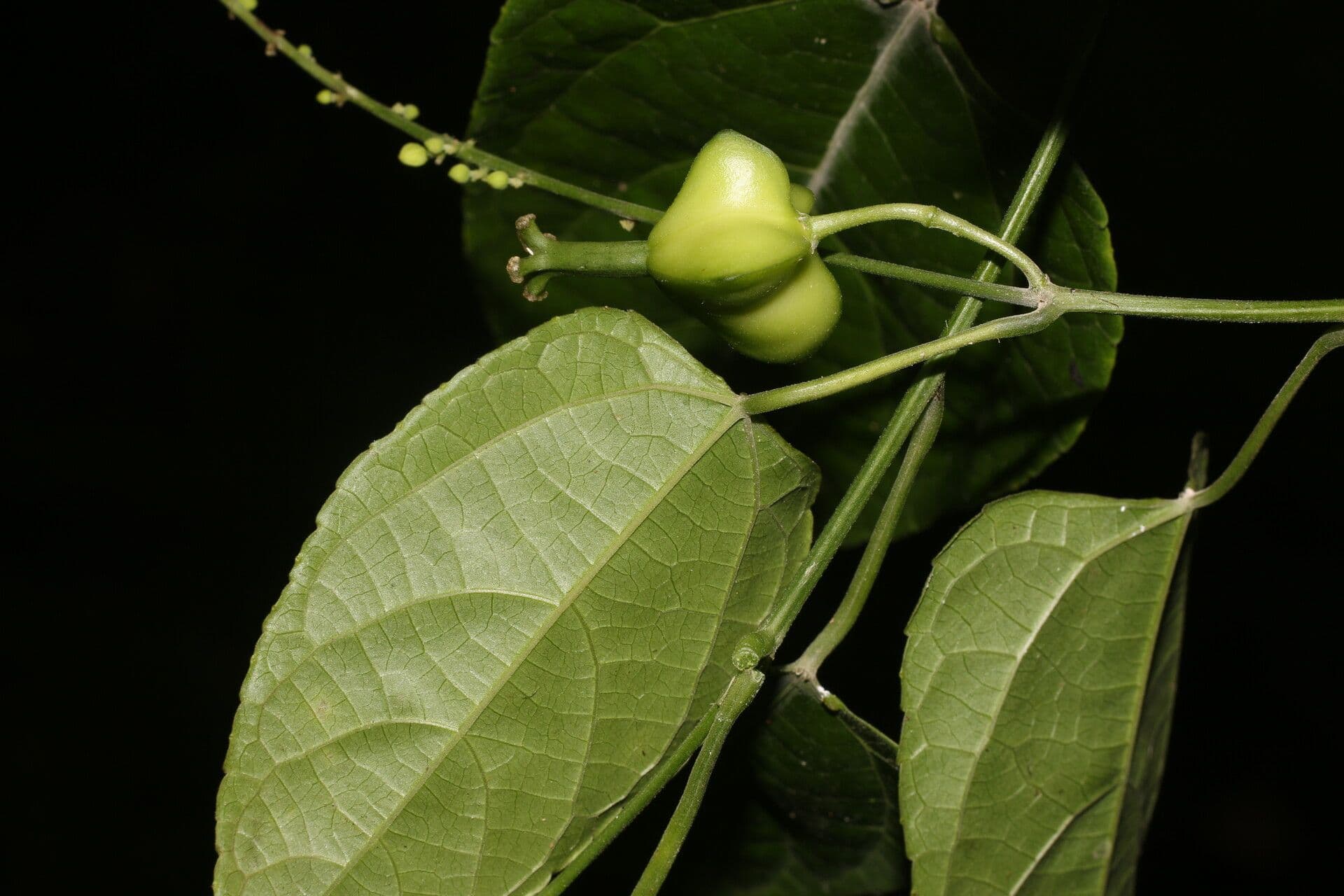 Plukenetia 4